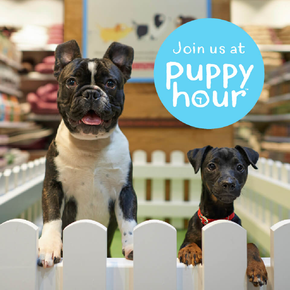 Séances socialisation chiots